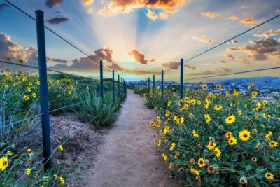 Discover off-the-beaten-path things to do in Dana Point, CA