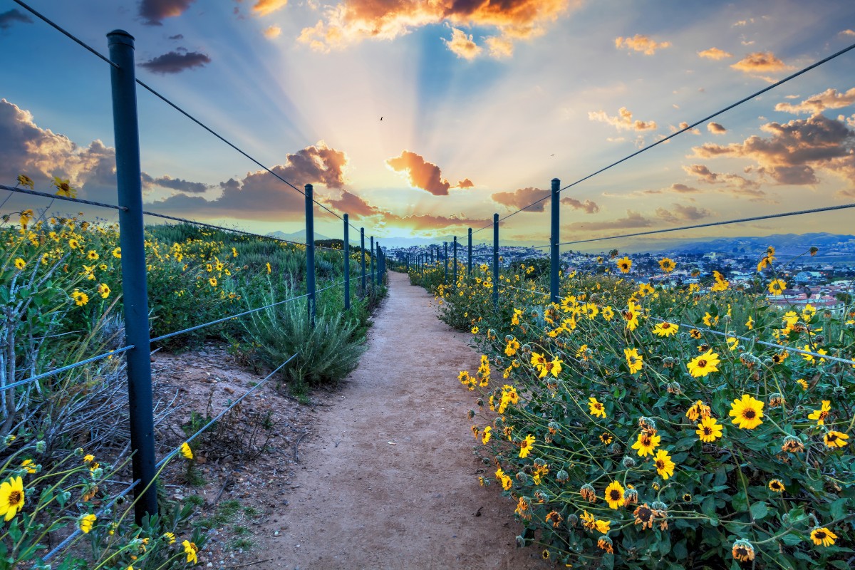 discover off-the-beaten-path things to do in Dana Point, CA