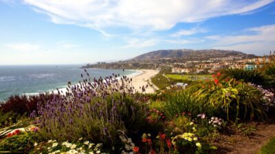 California wildflower bloom