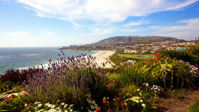 California wildflower bloom