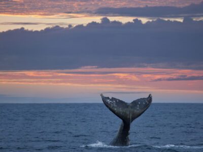 The Best Places to See Whales in OC This Winter