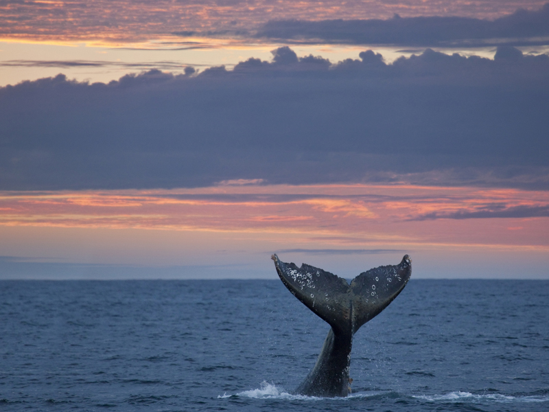The Best Places to See Whales in OC This Winter